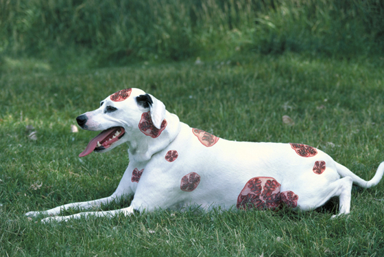 Dalmation Pomegranis