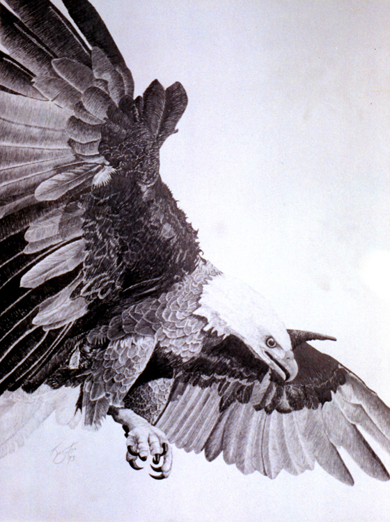 Bald Eagle